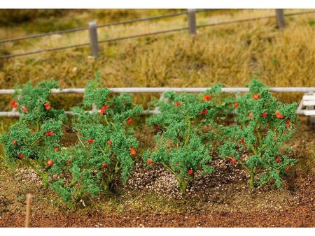 18 Tomato plants For Discount